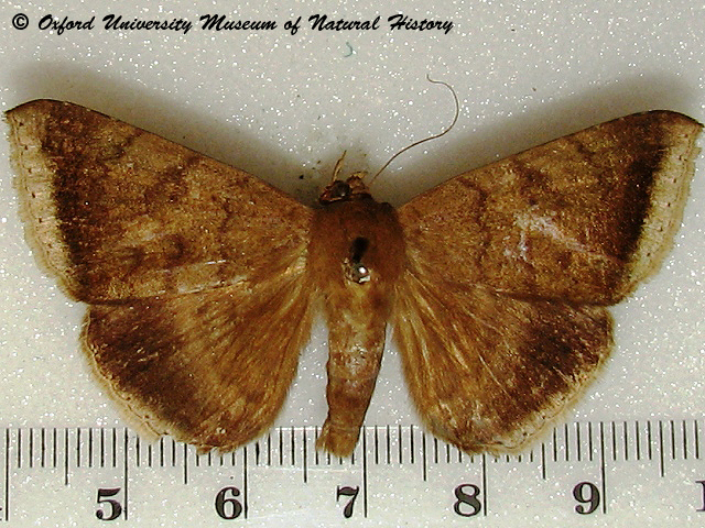 Achaea albicilia